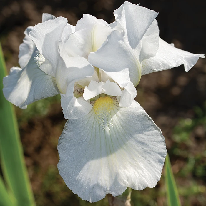 Immortality Reblooming Iris 1 Immortality Reblooming Iris