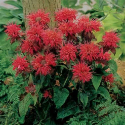 Fireball Dwarf Monarda