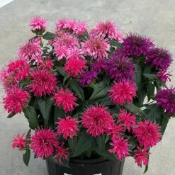 Balmy&trade; Tricolor Monarda