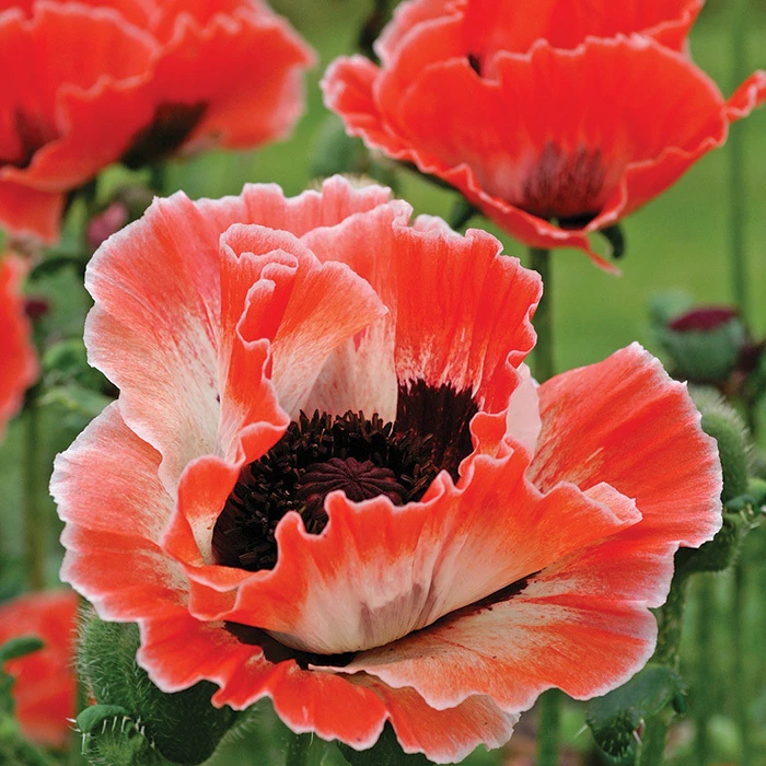 Carnival Oriental Poppy 1 Carnival Oriental Poppy