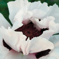 Snow Goose Oriental Poppy