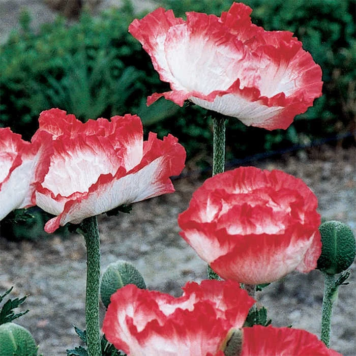 Place Pigalle Oriental Poppy 1 Place Pigalle Oriental Poppy