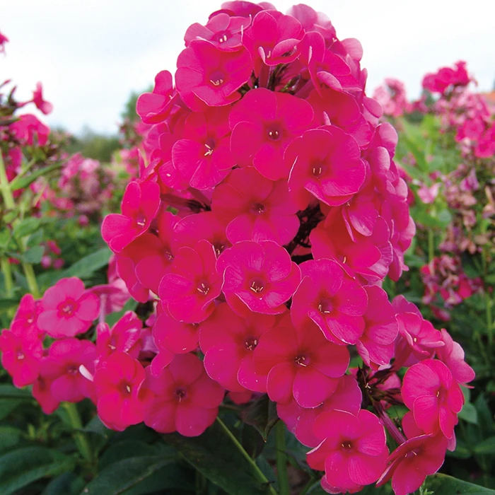 Grenadine Dream Phlox 1 Grenadine Dream Phlox