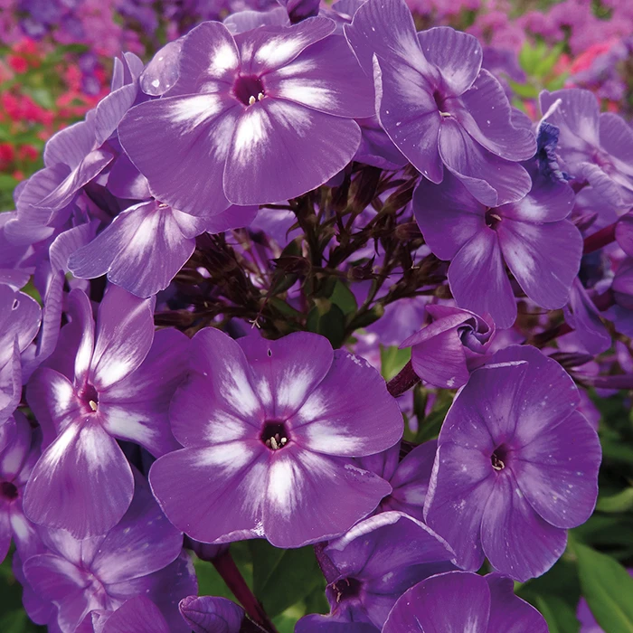 Laura Hardy Garden Phlox 1 Laura Hardy Garden Phlox