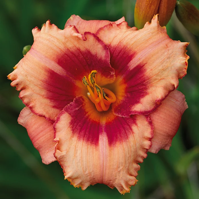 Strawberry Candy Daylily 1 Strawberry Candy Daylily