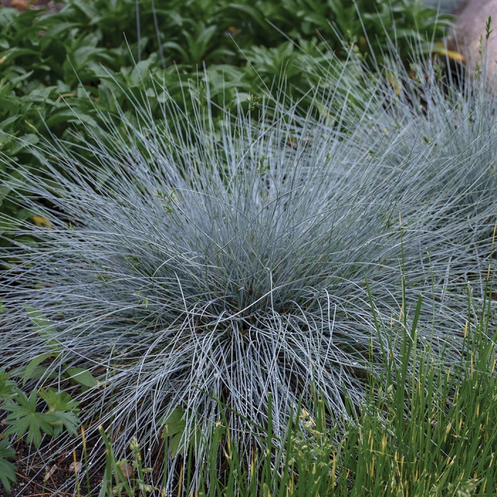 Blue Whiskers Fescue Grass 1 Blue Whiskers Fescue Grass