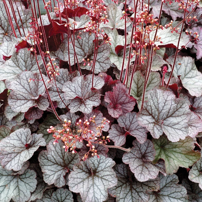 Northern Exposure™ Silver Heuchera 1 Northern Exposure™ Silver Heuchera