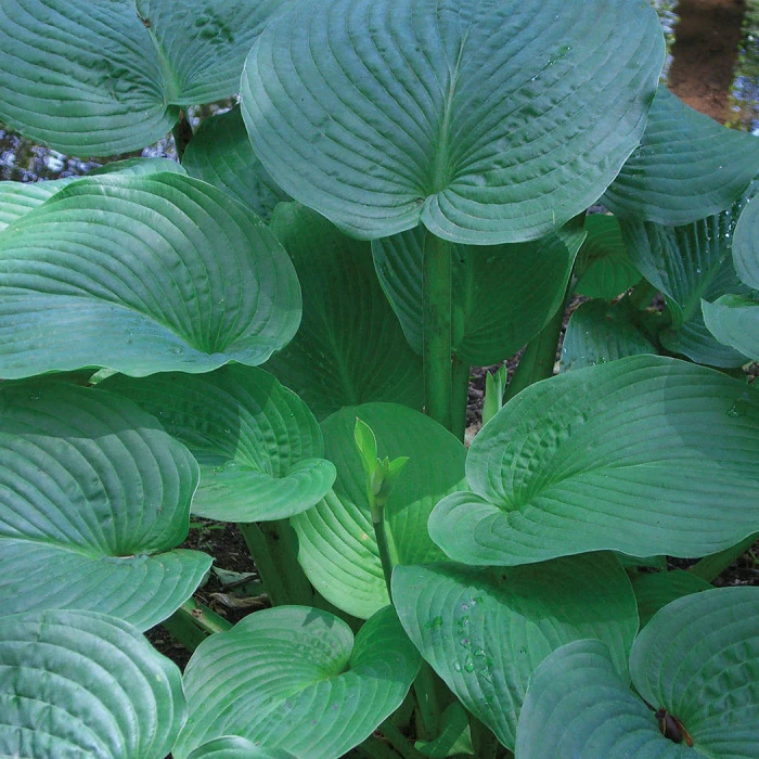 Jurassic Park Hosta 1 Jurassic Park Hosta