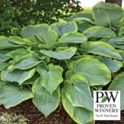 Wu-La-La Hosta