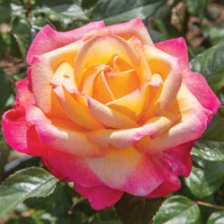 Enchanted Peace&trade; Hybrid Tea