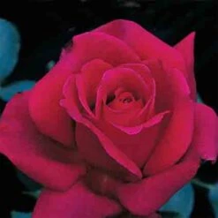 Firefighter&reg; Hybrid Tea Rose