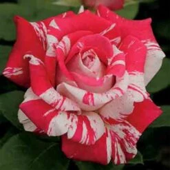 Neil Diamond Hybrid Tea Rose