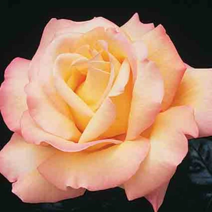Peace Hybrid Tea Rose 1 Peace Hybrid Tea Rose
