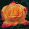 Rio Samba&trade; Hybrid Tea Rose
