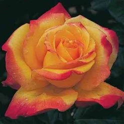 Rio Samba&trade; Hybrid Tea Rose