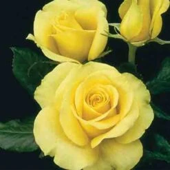 St. Patrick&trade; Hybrid Tea Rose