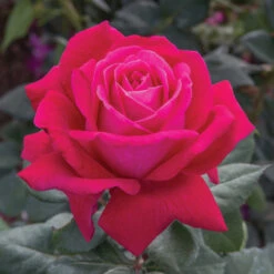 Sweet Spirit&trade; Grandiflora Rose