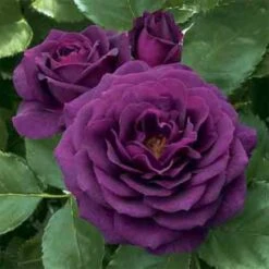 Ebb Tide&trade; Floribunda Rose