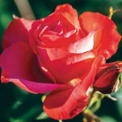 Marmalade Skies&trade; Floribunda Rose