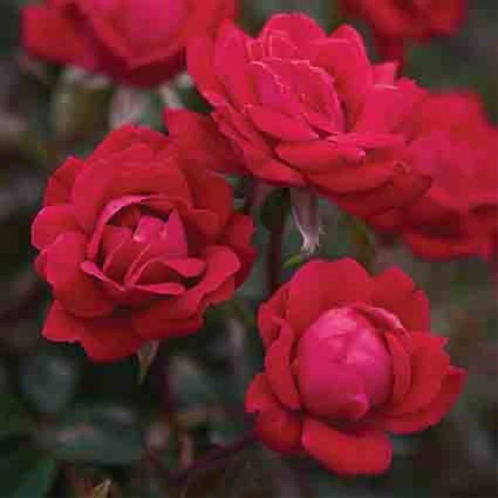 Double Knock Out® Rose 1 Double Knock Out® Rose