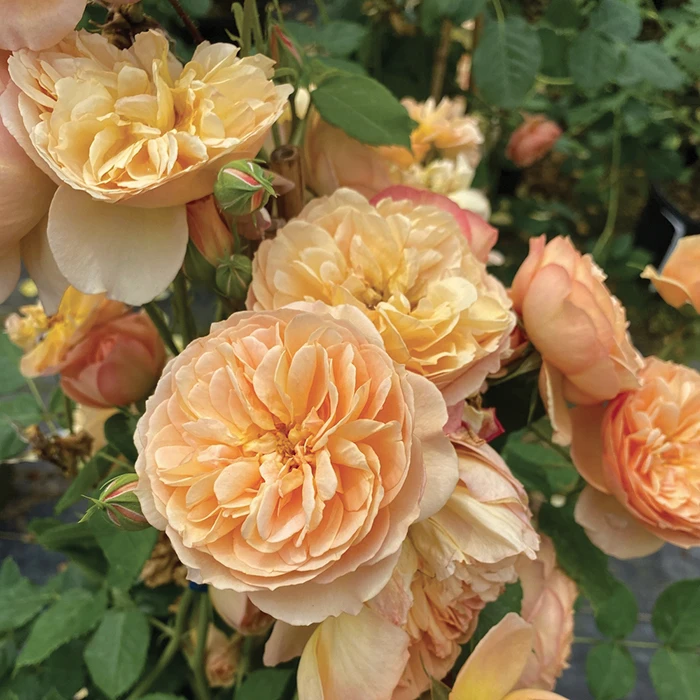 Flavorette™ Honey-Apricot Shrub Rose 1 Flavorette™ Honey-Apricot Shrub Rose
