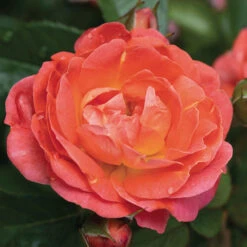 Orange Glow&trade; Knock Out&reg; Rose