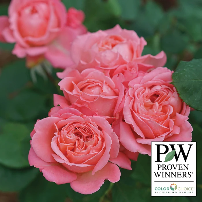 Reminiscent™ Coral Shrub Rose 1 Reminiscent™ Coral Shrub Rose