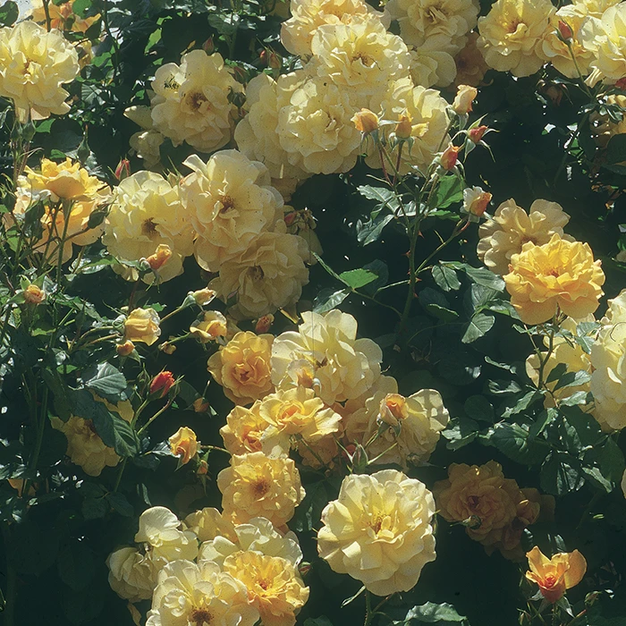 Autumn Sunset® Climbing Rose 1 Autumn Sunset® Climbing Rose