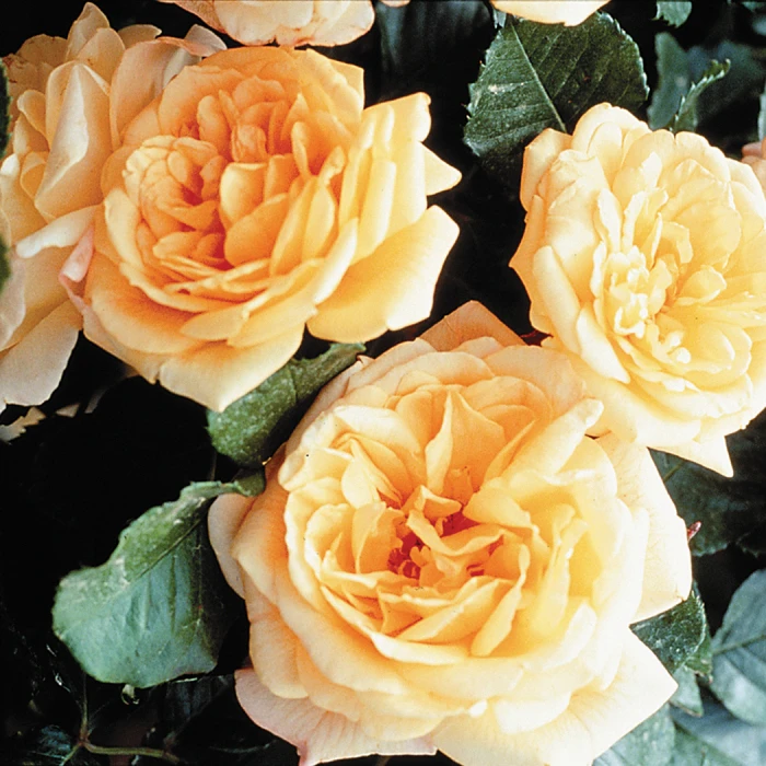 Garden Sun™ Climber Rose 1 Garden Sun™ Climber Rose