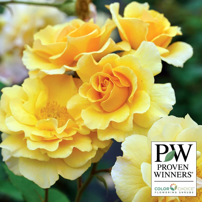 Rise Up Amberness™ Climbing Rose 1 Rise Up Amberness™ Climbing Rose
