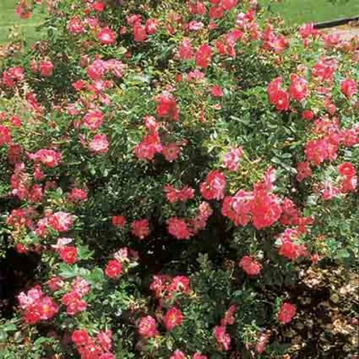 William Baffin Climbing Rose 1 William Baffin Climbing Rose