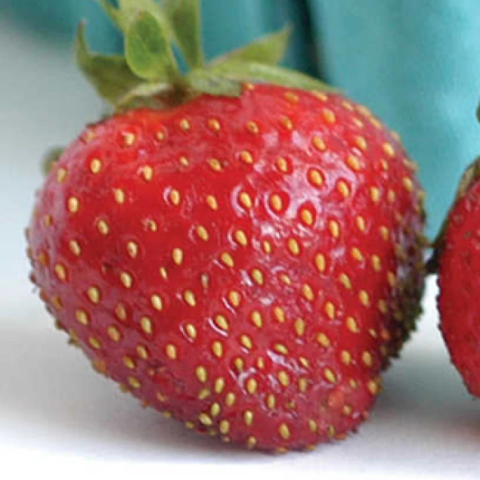 Seascape Day-Neutral Strawberry 1 Seascape Day-Neutral Strawberry