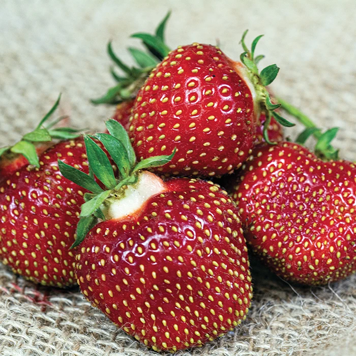 Honeoye Junebearing Strawberry 1 Honeoye Junebearing Strawberry