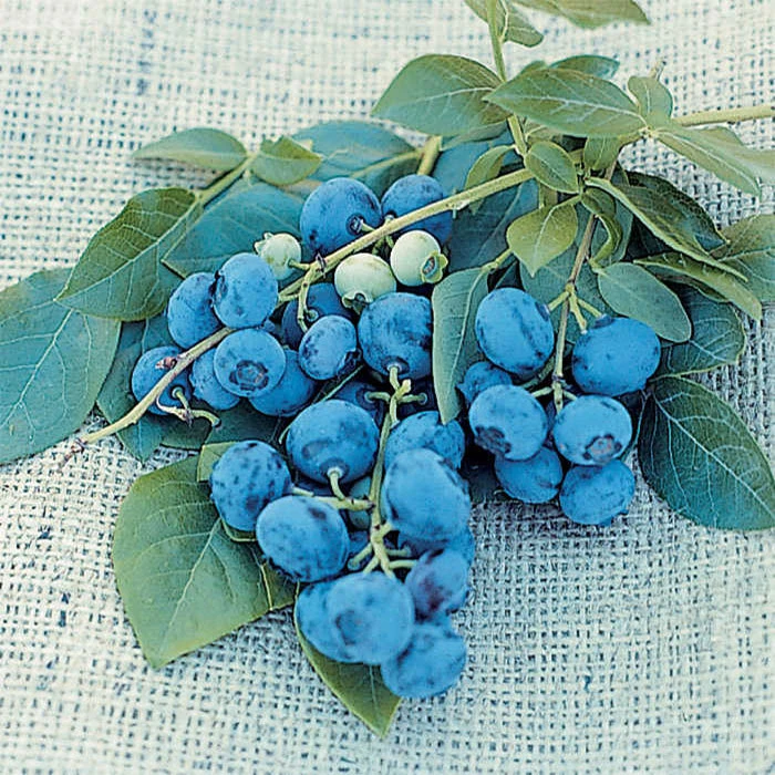 Blueray Blueberry 1 Blueray Blueberry