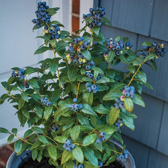 Perpetua Blueberry 1 Perpetua Blueberry