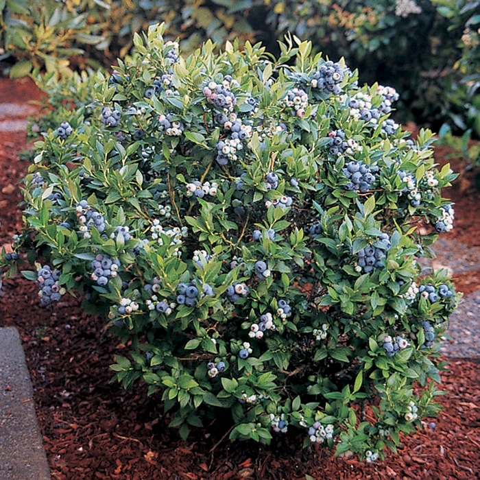 Dwarf Top Hat Blueberry 1 Dwarf Top Hat Blueberry