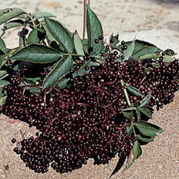 Elderberry Pollinator Offer - 3 Each Of 2 Varieties 1 Elderberry Pollinator Offer - 3 Each Of 2 Varieties
