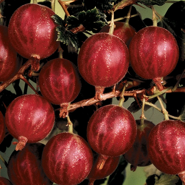 Hinnomaki™ Red Gooseberry 1 Hinnomaki™ Red Gooseberry
