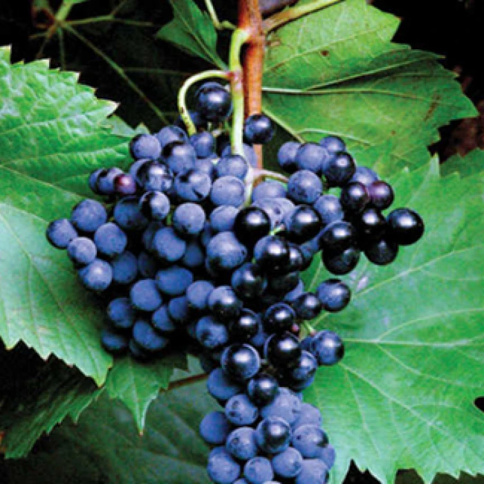 Frontenac™ Grape 1 Frontenac™ Grape