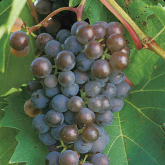 Frontenac™ Gris Grape 1 Frontenac™ Gris Grape