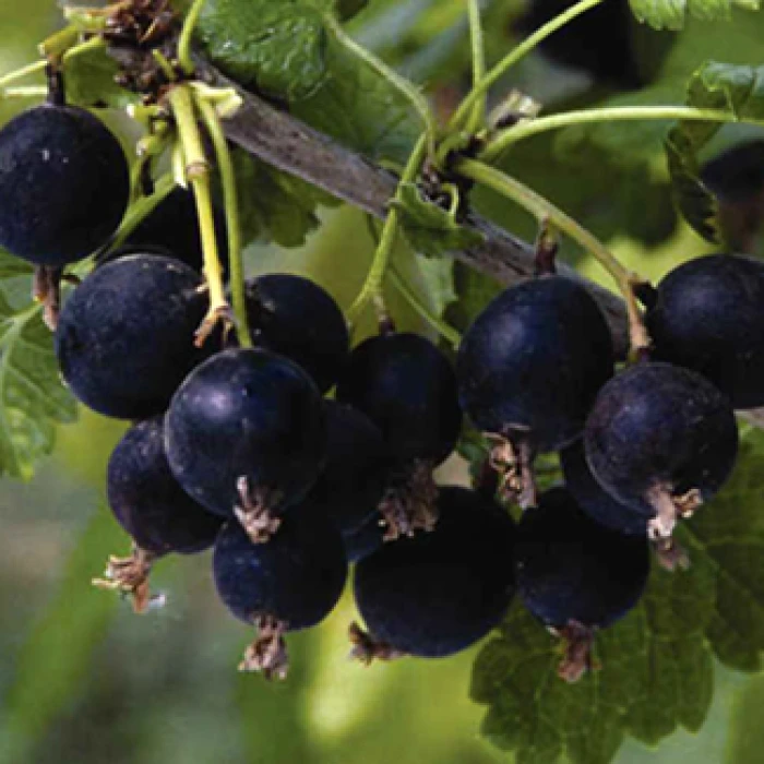 Jostaberry 1 Jostaberry