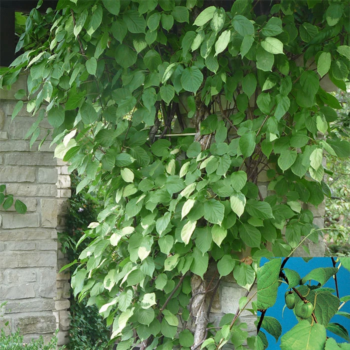 Ornamental Male Hardy Kiwi 1 Ornamental Male Hardy Kiwi