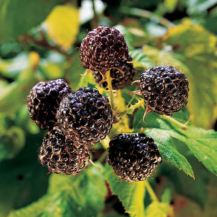 Jewel Black Raspberry 1 Jewel Black Raspberry