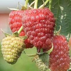 Caroline Fall Bearing Raspberry