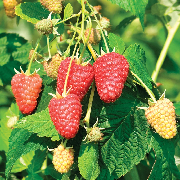 Raspberry Sampler #2 1 Raspberry Sampler #2