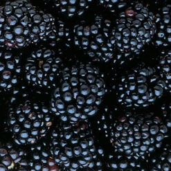 Triple Crown Thornless Blackberry