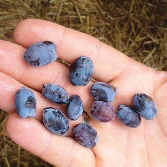 Borealis Canadian Haskap 1 Borealis Canadian Haskap