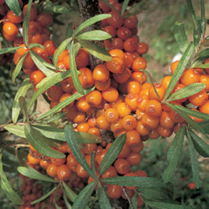 Leikora Sea Berry Or Sea Buckthorn 1 Leikora Sea Berry Or Sea Buckthorn