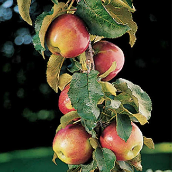 Scarlet Sentinel™ Columnar Apple 1 Scarlet Sentinel™ Columnar Apple