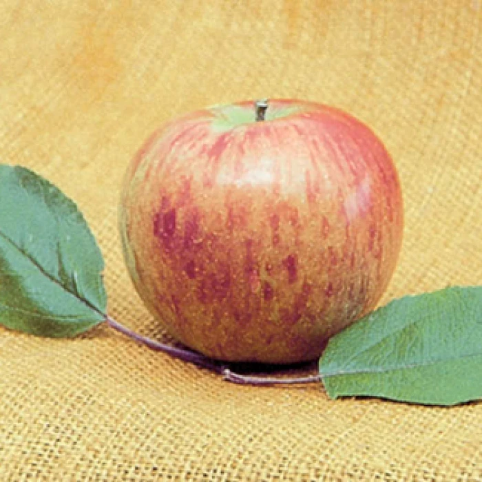 Bonnie Best® Semi Dwarf Apple 1 Bonnie Best® Semi Dwarf Apple